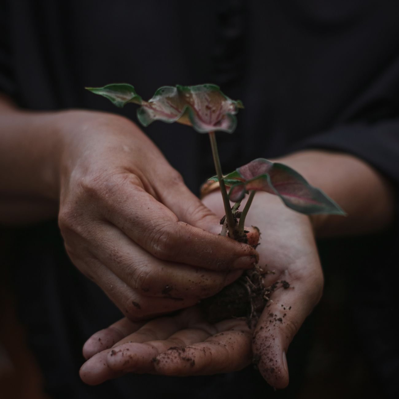 Close-up of hands gently holding a young plant with dark soil, symbolizing growth and care.