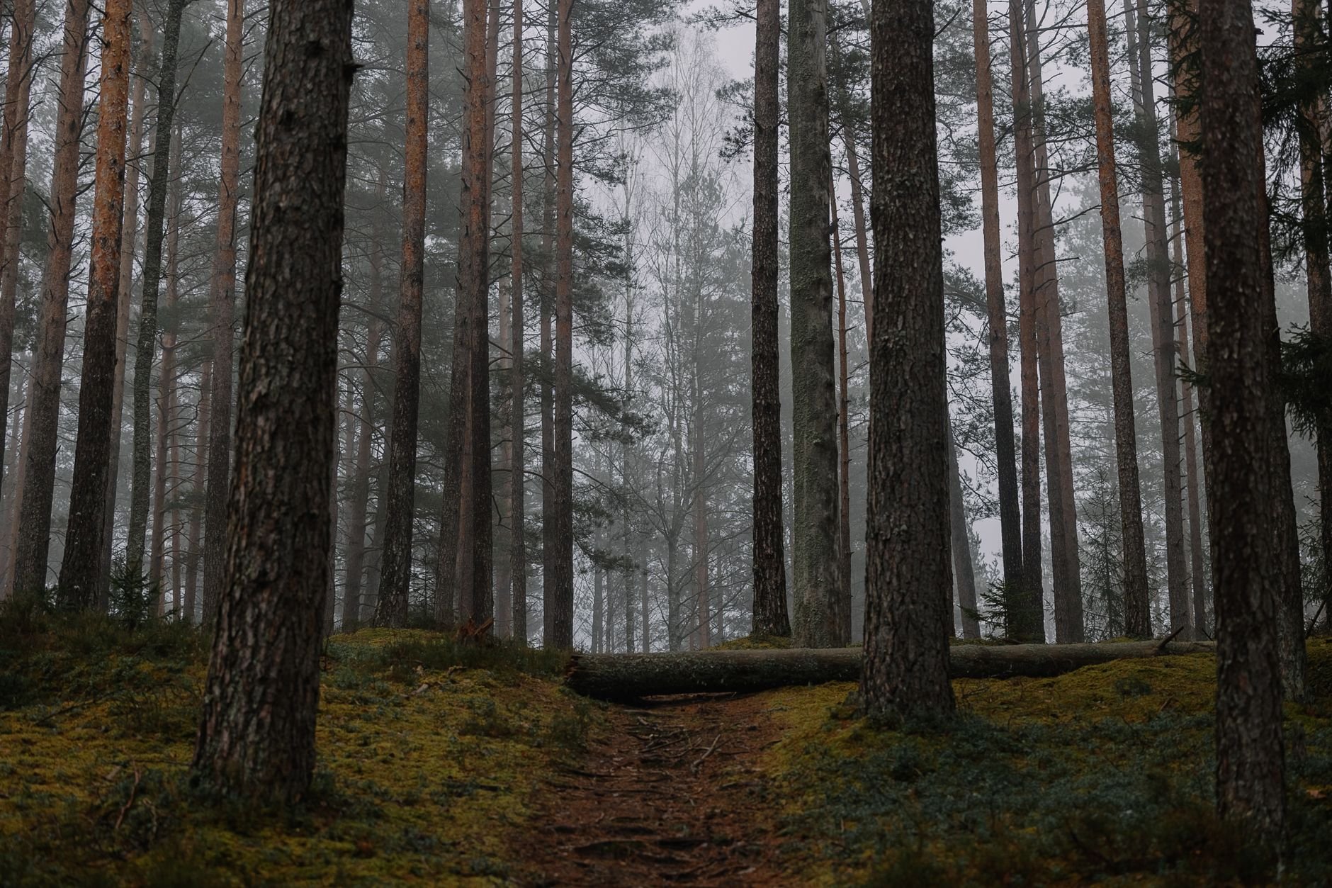 A serene misty pine forest with a pathway, captured in soft early morning light.
